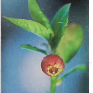 TARJETA TELEFONICA SUECIA 30 UNIDADES FLORA 1999