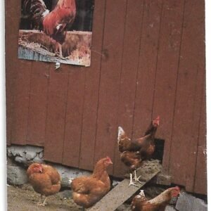 TARJETA TELEFONICA SUECIA 60 UNIDADES FAUNA 1997