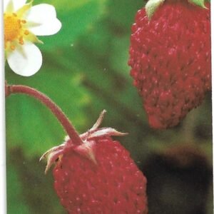 TARJETA TELEFONICA SUECIA 120 UNIDADES FLORA 1997