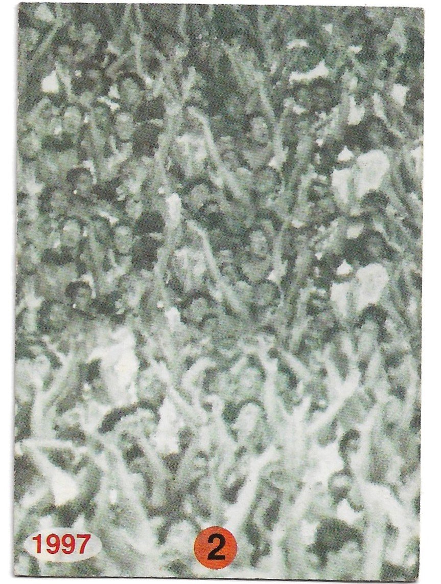 TARJETA PANIFICADOS PANINI Y COCA COLA N°2 BRASIL